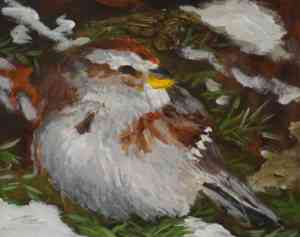 tree sparrow
